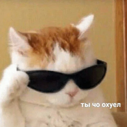 кошка млекопитающее солнечные очки