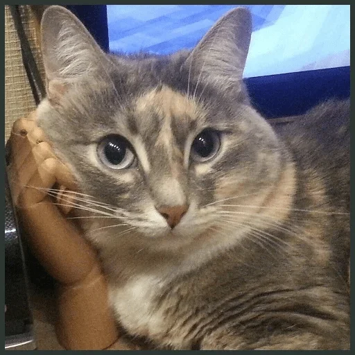 животное млекопитающее кошка