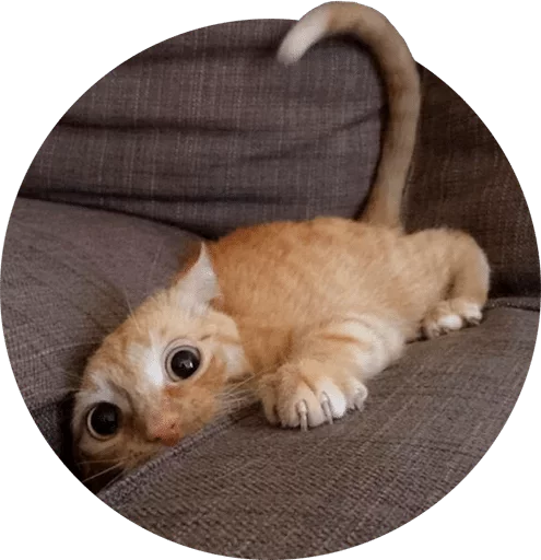 animal mammal small to medium-sized cats