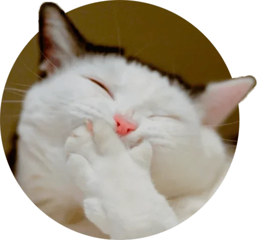 animal mammal small to medium-sized cats