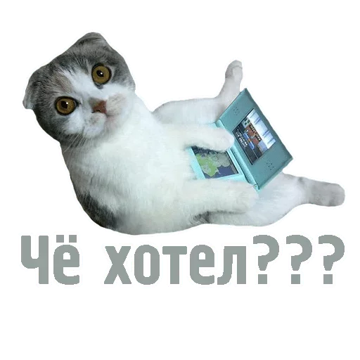 text small to medium-sized cats domestic cat