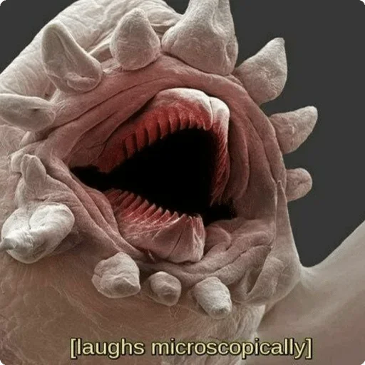 клык орган животное