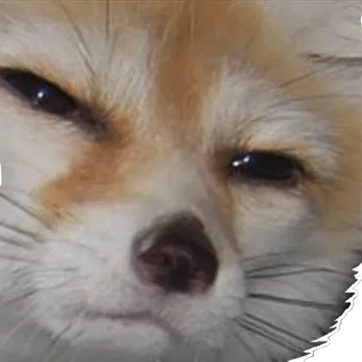 млекопитающее животное лиса