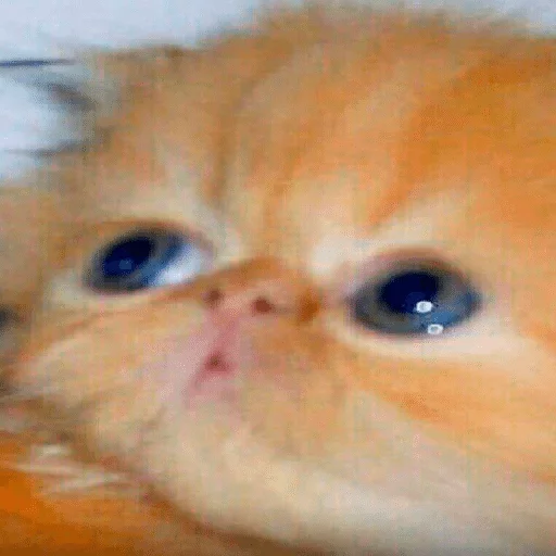 млекопитающее животное кошка