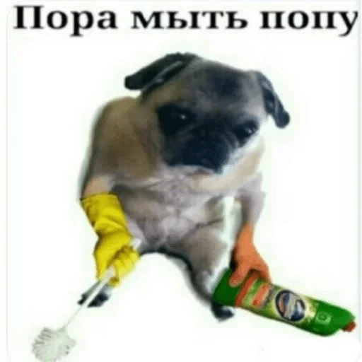 mammal dog breed pet