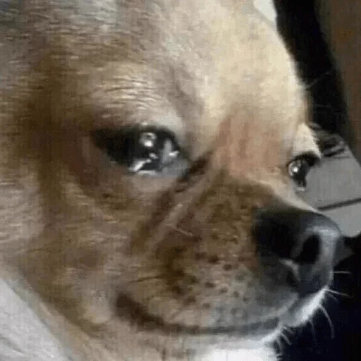 животное млекопитающее собака