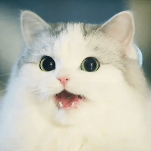 животное млекопитающее кошка