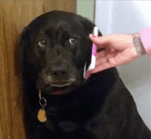 порода собак собака чёрный