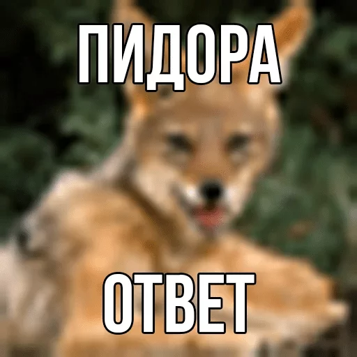 животное млекопитающее собака