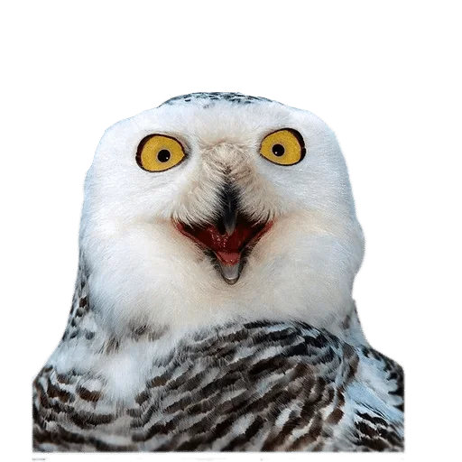 Sticker @wisdom_droplets B Birds — @stckrRobot - 11