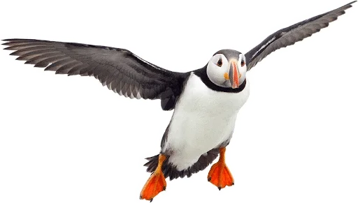 Sticker @wisdom_droplets B Birds — @stckrRobot - 10