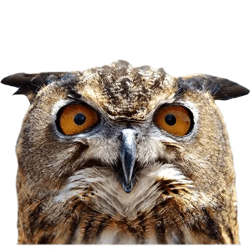 Sticker @wisdom_droplets B Birds — @stckrRobot - 9