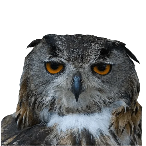 Sticker @wisdom_droplets B Birds — @stckrRobot - 6