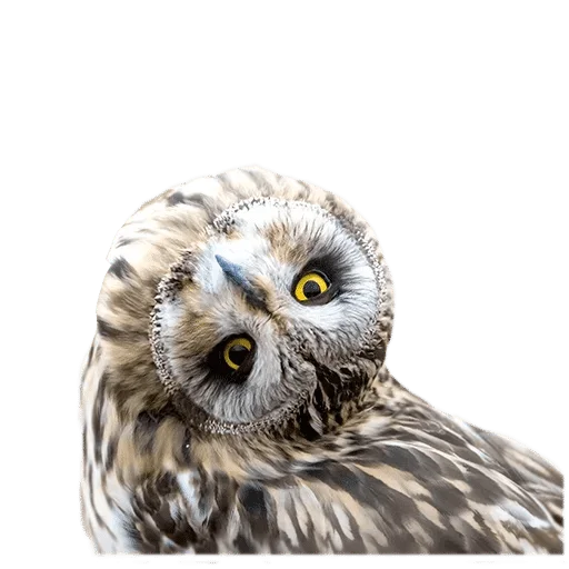 Sticker @wisdom_droplets B Birds — @stckrRobot - 4