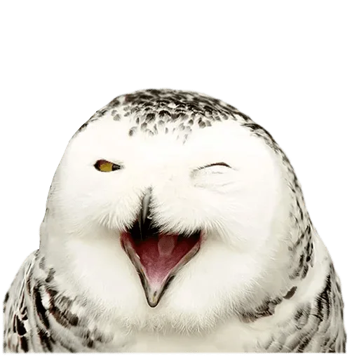 Sticker @wisdom_droplets B Birds — @stckrRobot - 3