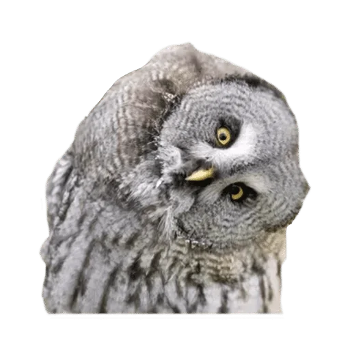 Sticker @wisdom_droplets B Birds — @stckrRobot - 2