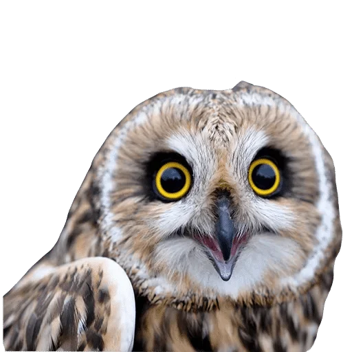 @wisdom_droplets B Birds — @stckrRobot - 