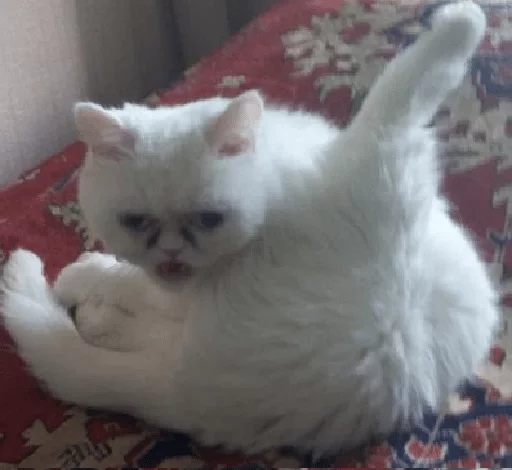 млекопитающее животное домашняя кошка