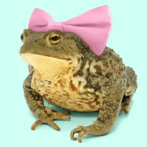 frog amphibian animal