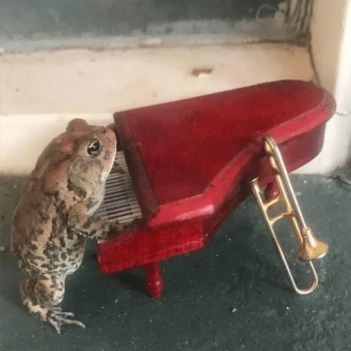 animal red amphibian