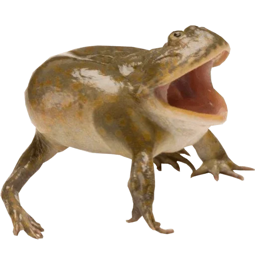 animal animal figure mammal