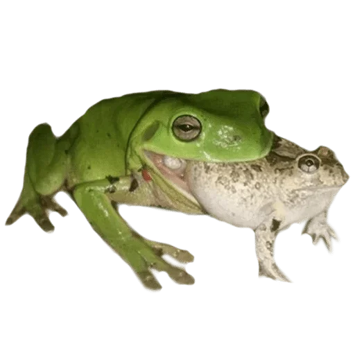 animal frog amphibian