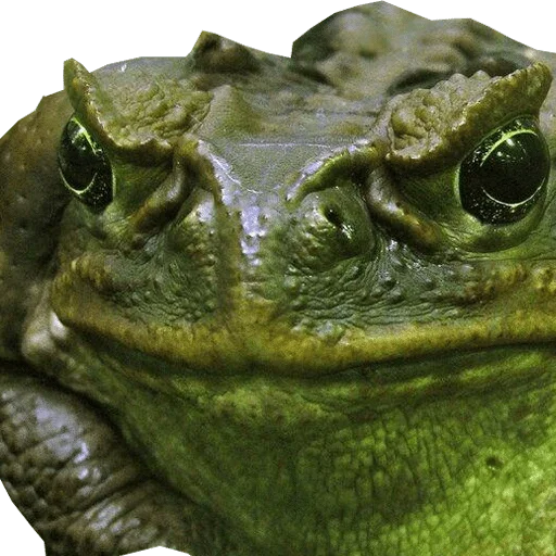 animal frog amphibian