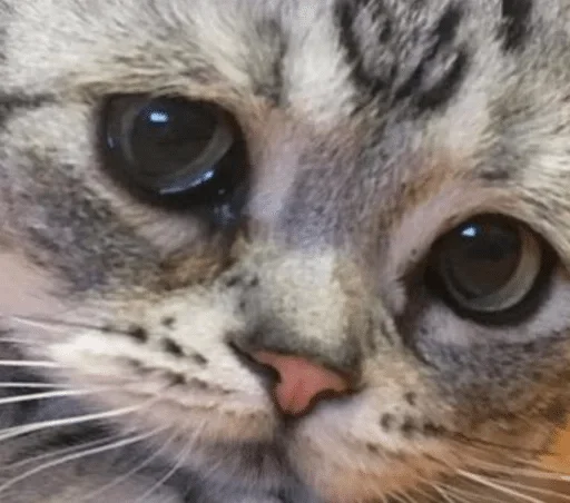 udopizdelsya — @stckrRobot - 