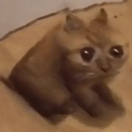 animal indoor mammal