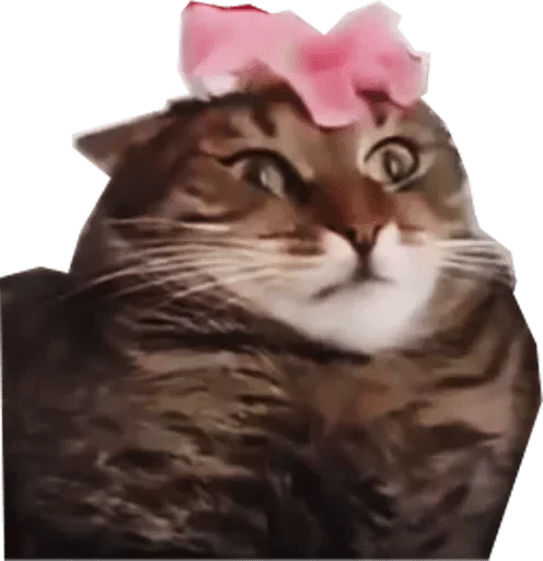 кошка кошки малого и среднего размера кошачьи