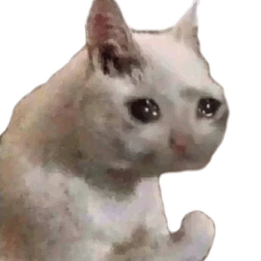 млекопитающее животное кошка