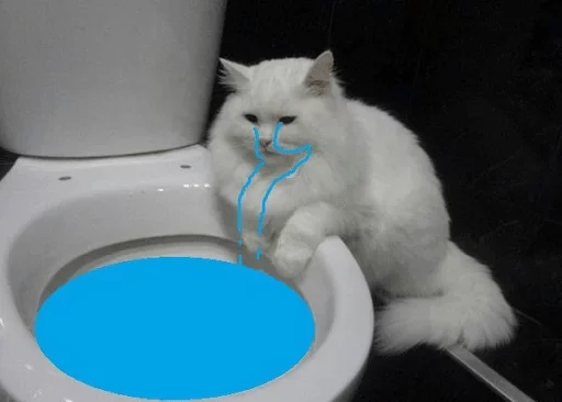 кошка животное ванная