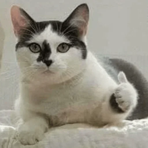 животное кошка млекопитающее