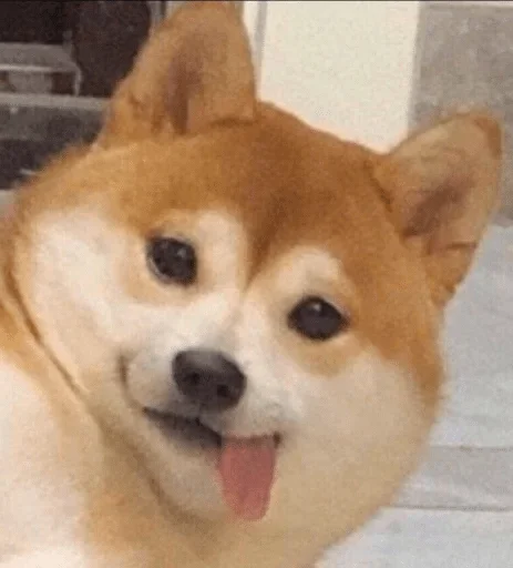 Sticker Шота стики — @stckrRobot - 10