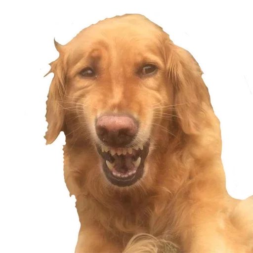 animal mammal dog breed