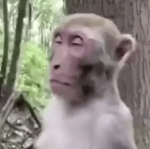 дерево обезьяний на открытом воздухе