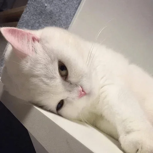 small to medium-sized cats felidae mammal