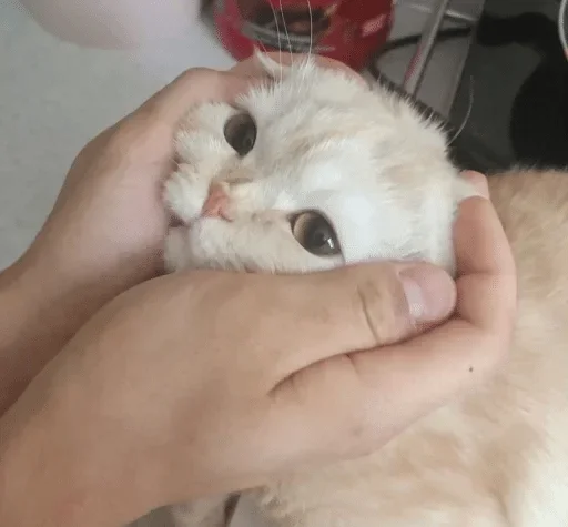 mammal animal person