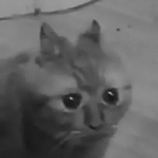 животное млекопитающее кошка