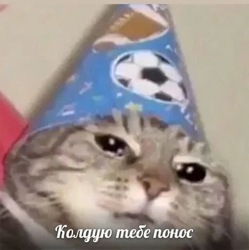 кошки малого и среднего размера котёнок кошачьи