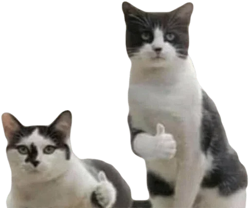 животное домашняя кошка млекопитающее