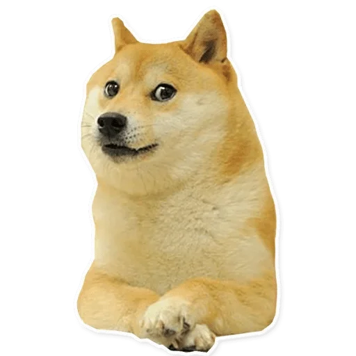 животное млекопитающее домашнее животное