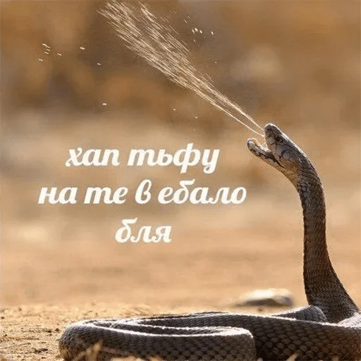 Sticker Vasap stickers pack 4 — @stckrRobot - 9