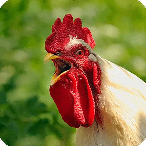 Sticker kkkkk — @stckrRobot - 8