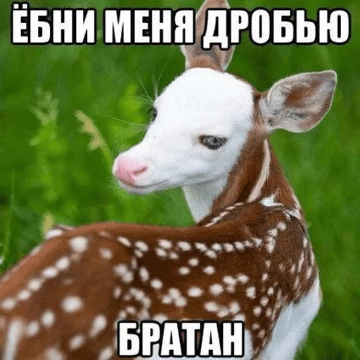 Стикер Favourites — @stckrRobot - 1