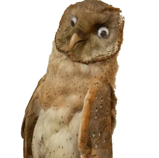 животное птица хищная птица