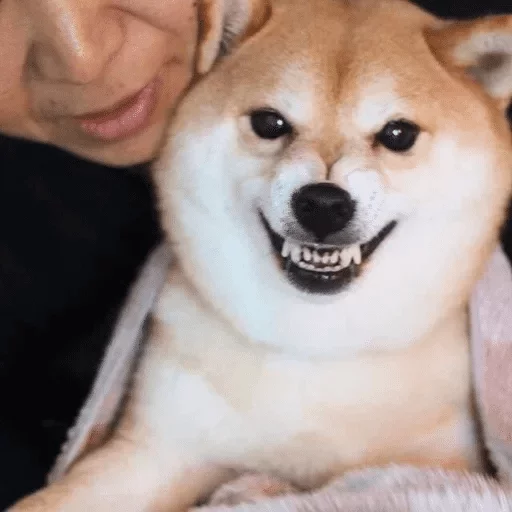 person pet dog breed