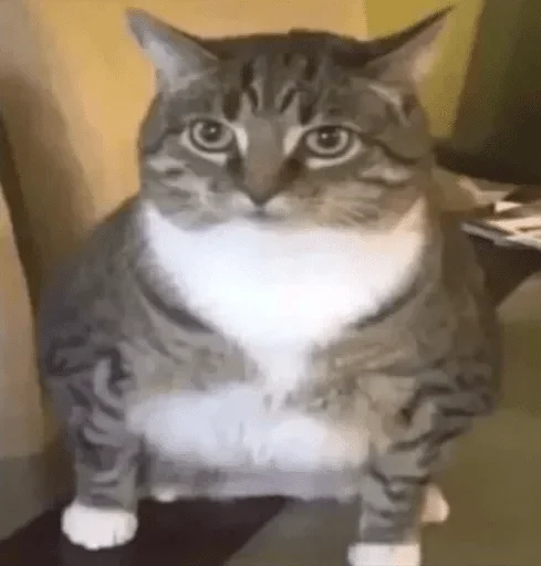 животное млекопитающее кошка