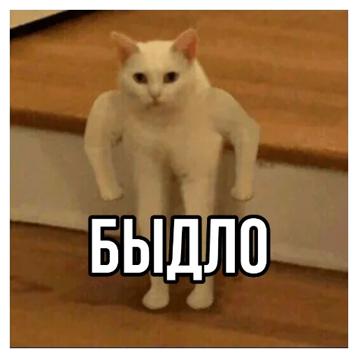 животное млекопитающее домашняя кошка