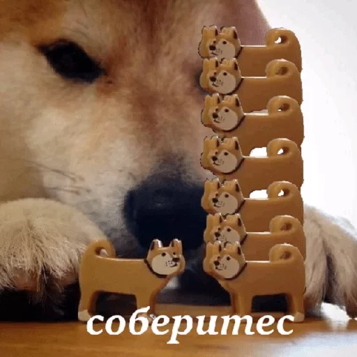 mammal pet dog breed